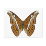 Admiral Butterfly Postcard