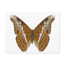 Admiral Butterfly Postcard