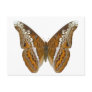 Admiral Butterfly Postcard