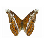 Admiral Butterfly Postcard