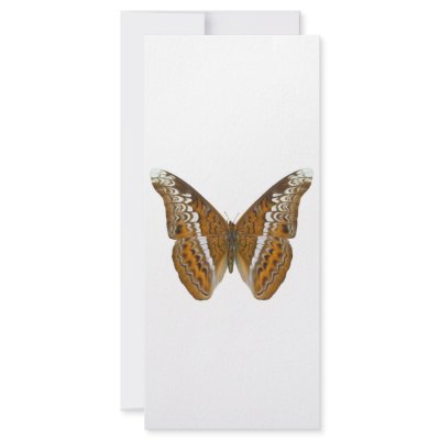 Admiral Butterfly Custom Rack Cards by Bigboy20769