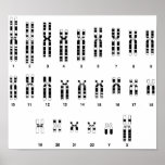 ADN humano posters