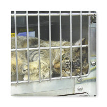 Adopt A Cat Magnet 001