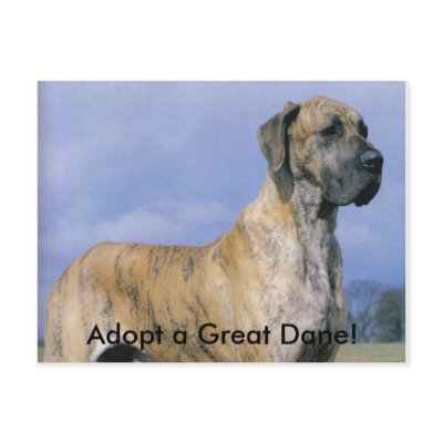 Adopt a Great Dane! postcard by rescueadog