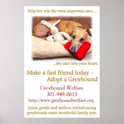 Adopt a Greyhound by maureensampson