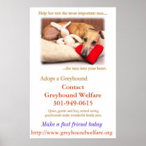 Adopt a Greyhound