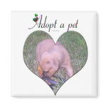 Adopt a pet magnet