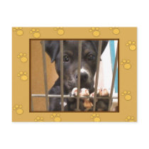 Adopt a puppy postcard