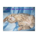 Adopt a rescue cat Postcard