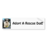 Adopt A Rescue Dod! Bumper Sticker