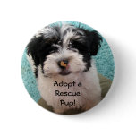 Adopt a Rescue Pup