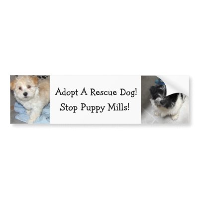 Adopt A Resuce Dog - Havanese Puppies Bumper Sticker by patsarts