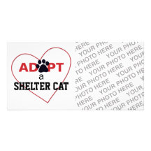 Adopt a Shelter Cat Photo Card