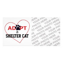 Adopt a Shelter Cat