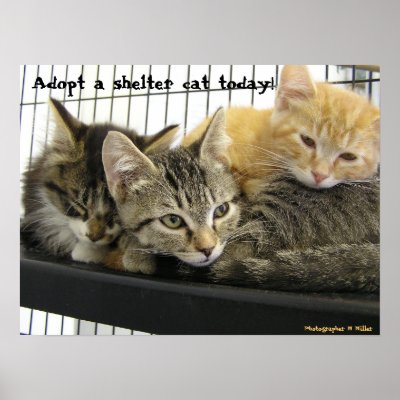 Adopt a shelter cat today print by okcshelter