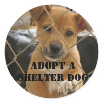ADOPT A SHELTER DOG