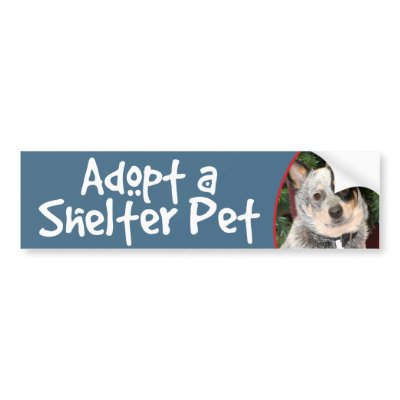 Adopt a Shelter Pet Australian Cattle Dog by FCACshelter