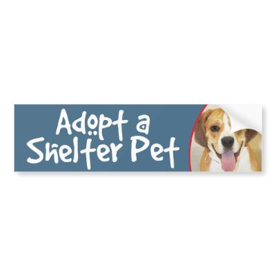 Adopt a Shelter Pet Bulldog-Beagle Mix by FCACshelter