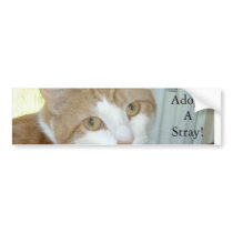 Adopt a stray bumper stickers
