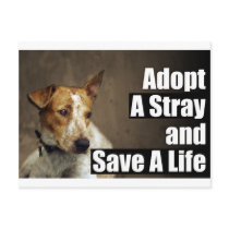 Adopt A Stray Post Card