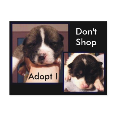Adopt ! Postcards by Petcetera