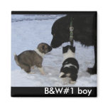 Adoptable Akita Boy Magnet