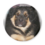 adoptable_GSD_mix Magnets