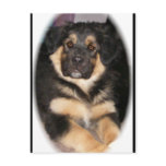 adoptable_GSD_mix Postcards