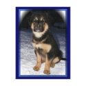 adoptable GSD postcards