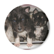 Adoptable  puppies Magnet #8
