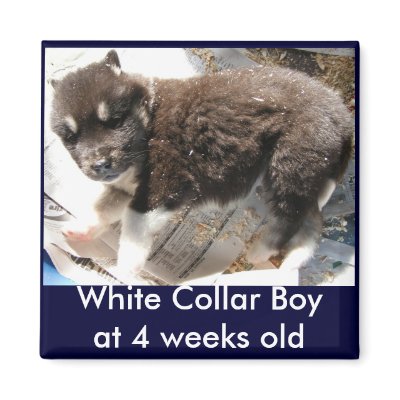 Adoptable Puppy Magnet, black boy by Petcetera