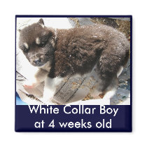 Adoptable Puppy Magnet, black boy