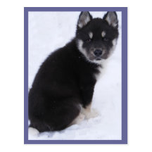 Adoptable Puppy Postcards #4