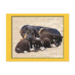 adoptable shep male Postcards