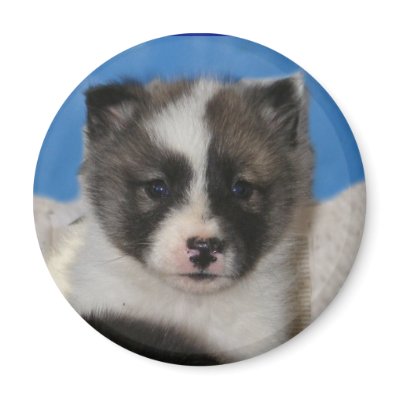 adopted Akita Magnet by Petcetera