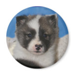 adopted Akita Magnet