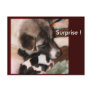 Adopted Akitas Postcards