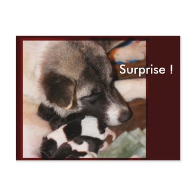 Adopted Akitas Postcards by Petcetera