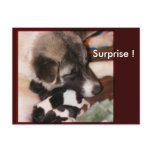 Adopted Akitas postcards