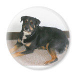Adopted Dog Magnets