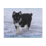 Adopted Dogs Postcard