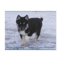 Adopted Dogs Postcard