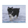 Adopted Dogs Postcard