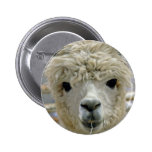 Adorable Alpaca Button
