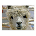 Adorable Alpaca Postcard