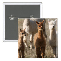 Adorable Alpacas Button