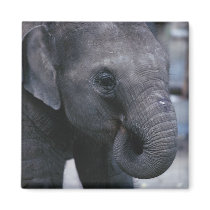 Adorable Baby Elephant Refrigerator Magnet