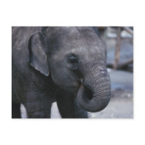 Adorable Baby Elephant Post Card