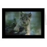 Adorable Baby Lynx Card