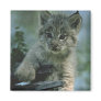Adorable Baby Lynx Refrigerator Magnet